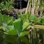 private-garden-ponds-biodiversity-boosters-or-invasive-risks-