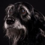 recognizing-dog-dementia-signs-solutions-and-statistics