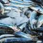 regulatory-bodies-fail-to-protect-global-fisheries-study-reveals