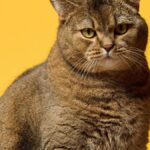 roman-legions-brought-cats-to-britain-new-study-confirms