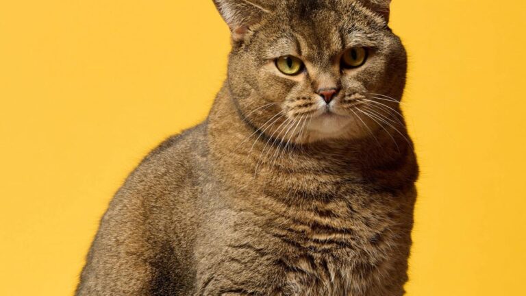 roman-legions-brought-cats-to-britain-new-study-confirms