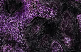 scientists-create-automated-mini-lungs-to-advance-disease-research