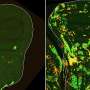 scientists-uncover-mechanism-behind-tissue-regeneration-mystery