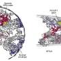 scientists-unveil-detailed-3d-map-of-human-chromosome-structure