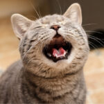 sleep-s-impact-on-longevity-cats-meow-more-at-men-and-more-findings