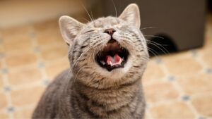 sleep-s-impact-on-longevity-cats-meow-more-at-men-and-more-findings