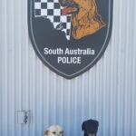 south-australia-police-retires-two-heroic-police-dogs-today