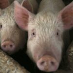 spain-mobilizes-military-to-combat-african-swine-fever-threat