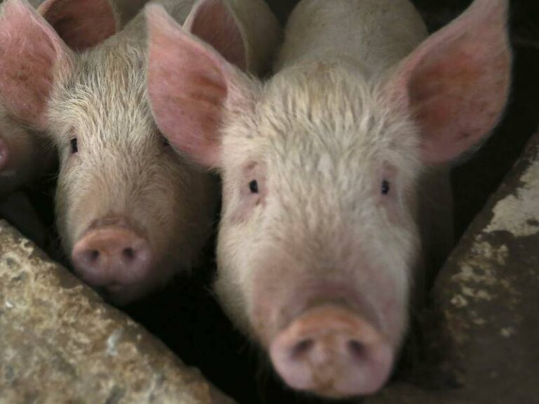 spain-mobilizes-military-to-combat-african-swine-fever-threat