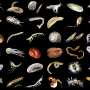 study-reveals-37-drop-in-deep-sea-biodiversity-from-mining