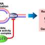 study-reveals-cdt1-overexpression-causes-dna-damage-linked-to-cancer