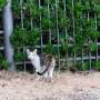 study-reveals-insights-on-cats-that-may-aid-wildcat-restoration