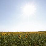 timmering-farm-to-open-annual-sunflower-festival-this-february