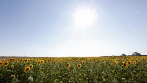 timmering-farm-to-open-annual-sunflower-festival-this-february