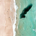 tourists-evacuate-byron-bay-as-sharks-and-dolphins-feed-together