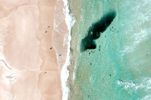 tourists-evacuate-byron-bay-as-sharks-and-dolphins-feed-together