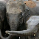 train-collision-claims-lives-of-seven-elephants-in-assam