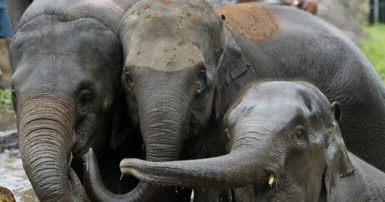 train-collision-claims-lives-of-seven-elephants-in-assam