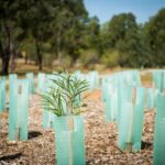 truganina-set-for-major-boost-with-80-000-native-plants