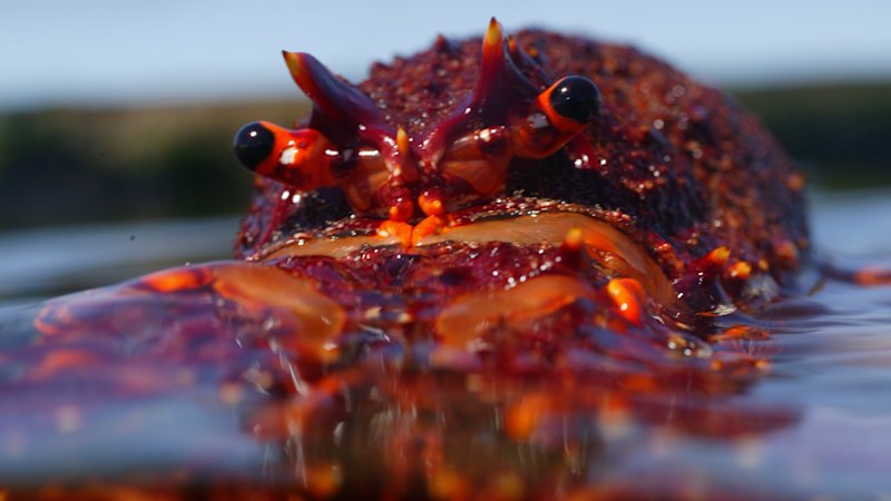 uk-bans-boiling-live-crustaceans-to-protect-animal-welfare