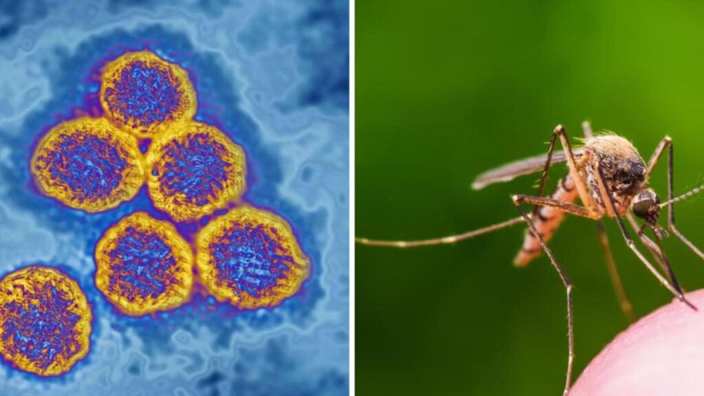 urgent-alert-mosquito-borne-viruses-detected-in-australia