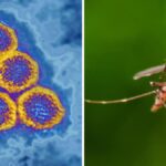 urgent-alert-mosquito-borne-viruses-detected-in-australia