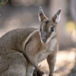 urgent-announcement-avocet-nature-refuge-sold-to-bush-heritage