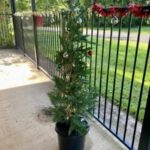 urgent-appeal-christmas-tree-stolen-from-bundgeam-hall