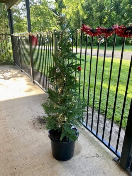 urgent-appeal-christmas-tree-stolen-from-bundgeam-hall