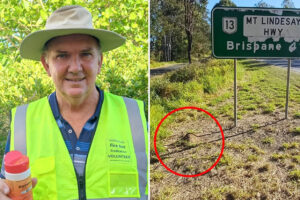 urgent-battle-against-fire-ants-grandfather-s-fight-to-save-family