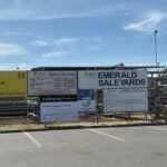 urgent-final-emerald-cattle-sale-of-2025-draws-1-300-head