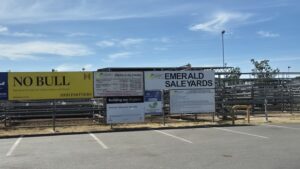 urgent-final-emerald-cattle-sale-of-2025-draws-1-300-head