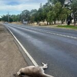 urgent-inquiry-launched-as-wildlife-roadkill-surges-in-victoria