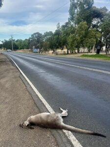 urgent-inquiry-launched-as-wildlife-roadkill-surges-in-victoria