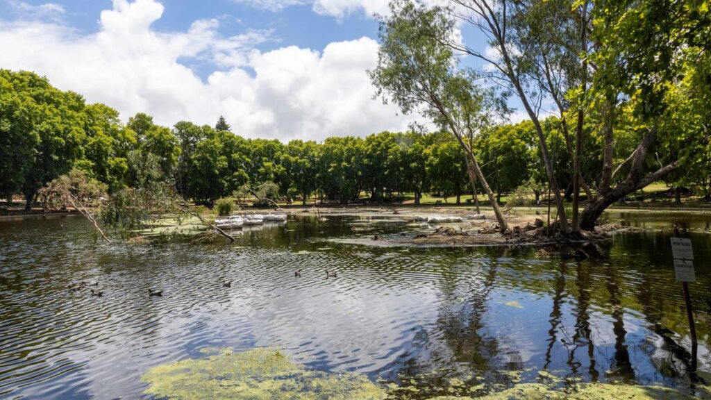 urgent-perth-needs-100m-to-combat-tree-killing-beetle-crisis