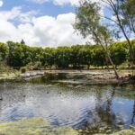 urgent-perth-needs-100m-to-combat-tree-killing-beetle-crisis