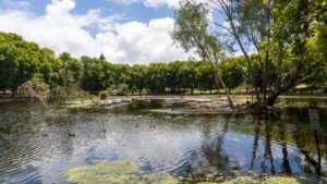 urgent-perth-needs-100m-to-combat-tree-killing-beetle-crisis