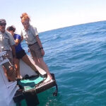 urgent-release-rare-giant-sea-turtle-returns-to-ocean-off-sydney