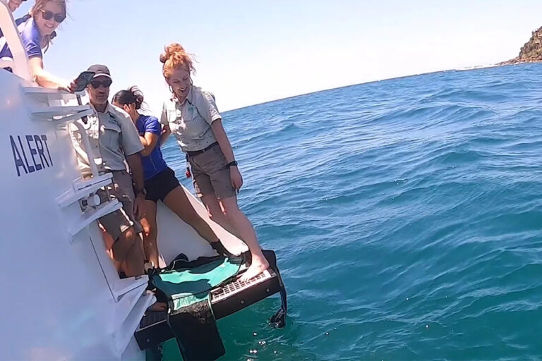 urgent-release-rare-giant-sea-turtle-returns-to-ocean-off-sydney