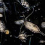 urgent-tiny-zooplankton-remove-65-million-tonnes-of-co2-annually