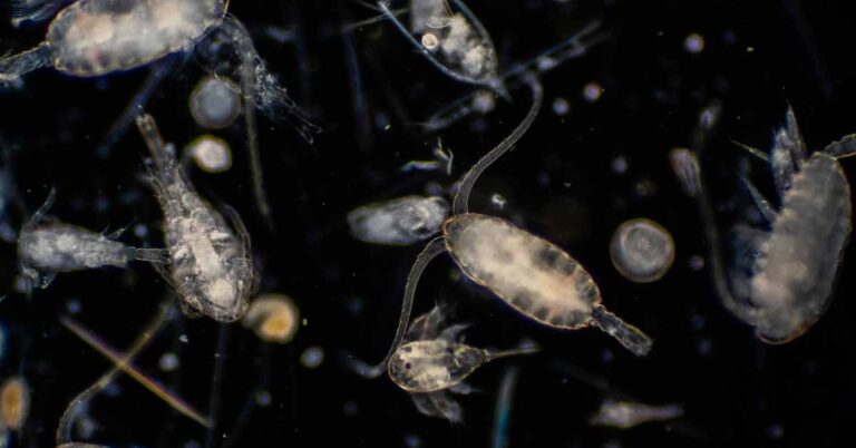 urgent-tiny-zooplankton-remove-65-million-tonnes-of-co2-annually