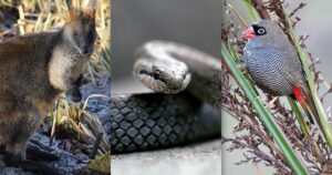 urgent-update-new-species-added-to-endangered-lists-today