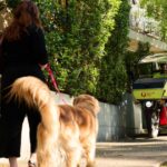urgent-warning-dog-attacks-on-postal-workers-surge-across-australia