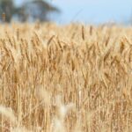 victorian-farmers-confidence-soars-to-four-year-high