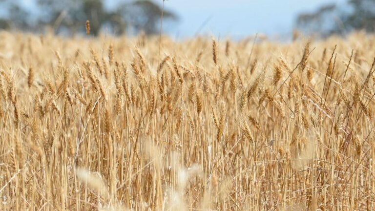 victorian-farmers-confidence-soars-to-four-year-high