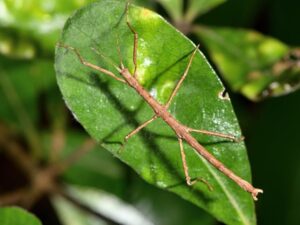 vote-now-for-new-zealand-s-bug-of-the-year-2026