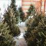 weighing-sustainability-real-vs-artificial-christmas-trees