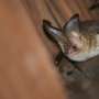 wildlife-officials-confirm-bat-killing-illness-reaches-nevada