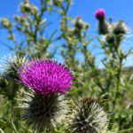 allora-photography-group-captivates-with-wildflower-showcase