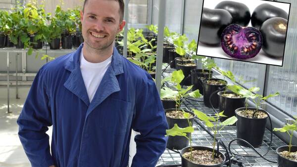australia-approves-first-genetically-modified-purple-tomatoes